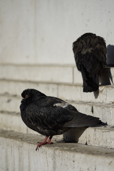 Sony 24-240 mm f/3,5-6,3, monumento con palomas, toma tele