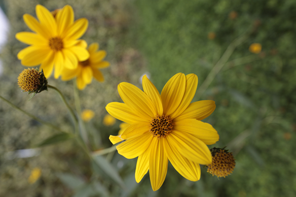 Imagen tomada con el Canon EF 16-35 mm f/4 L IS USM