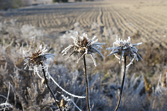 Parque Regional del Sureste