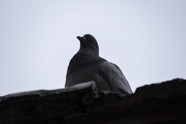 Publirreportaje Fujifilm Asturias, DSLR Magazine, X-T1GS + Zoom XF 50-140 f/2,8 R LM OIS WR