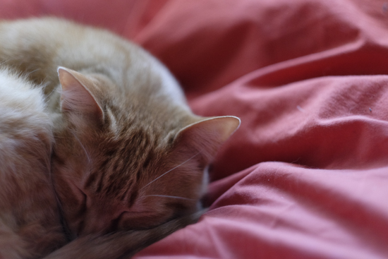 Fujinon_56mm_f/1,2_galeria_2