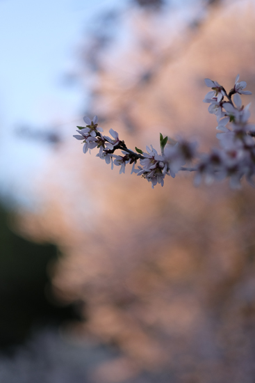 Fujinon_56mm_galeria6