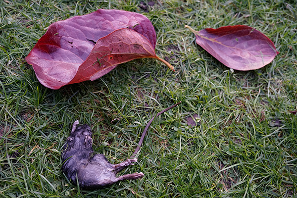 Sobre hierba verde, un ratón muerto junto a unas hojas de otoño