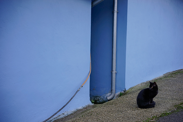 Contra una pared azul intenso, un gato negro, sentado, vuelve la cabeza