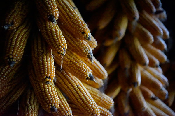 Mazorcas de maíz, colgadas en ristras
