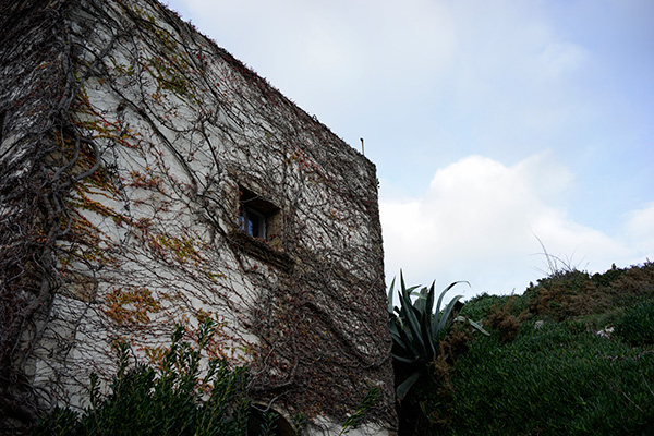 Torreón cubierto de hiedra
