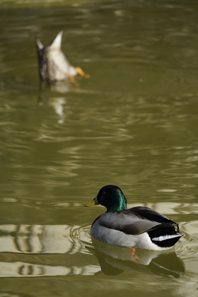 Sony 24-240 mm f/3,5-6,3, posición tele, patos a lo suyo